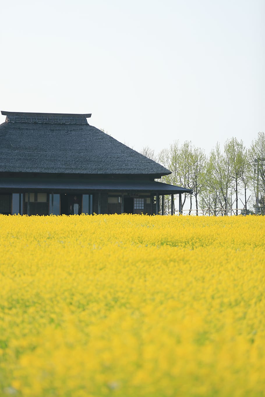 yellow flower field near black house at daytime, black and white house behind yellow flower HD wallpaper