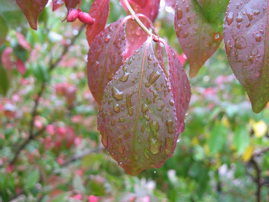 leaf, tree, green, leaves, nature, foliage, season, autumn HD wallpaper