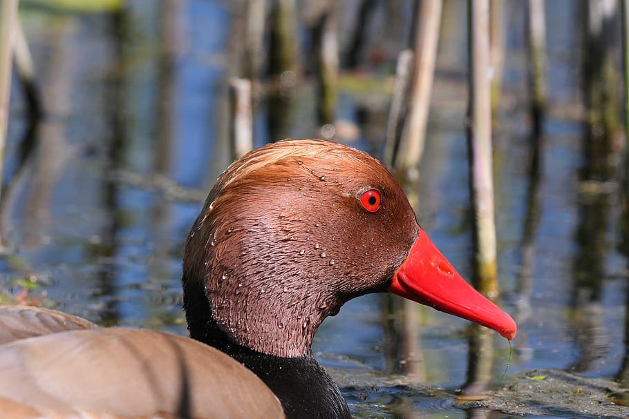 duck, waters, nature, puddle, lake, animal world, waterfowl HD wallpaper