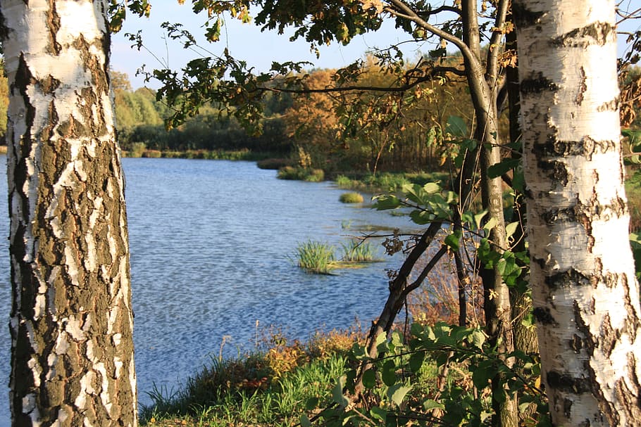 pond, birch, water, beach, nature, peace of mind, leaflet, tree HD wallpaper