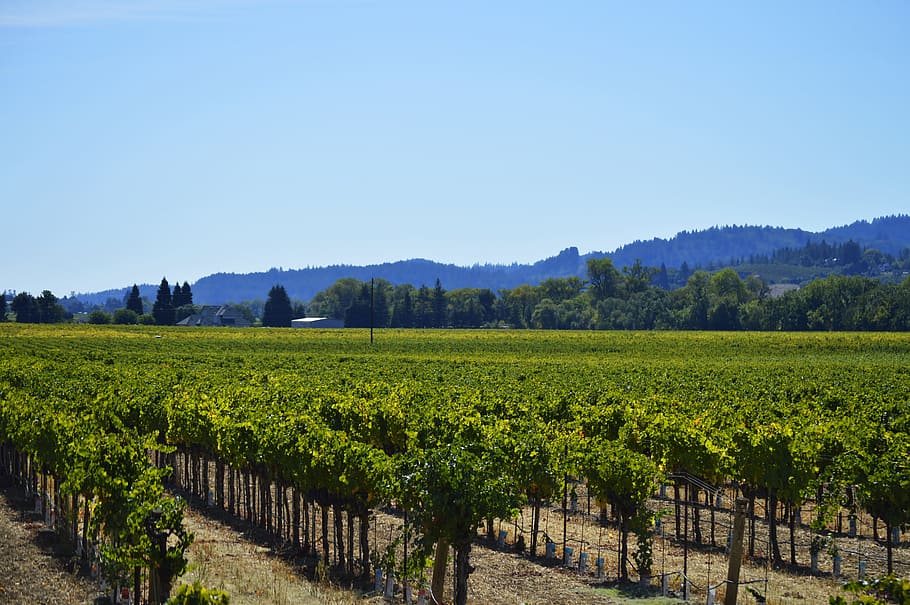 vines, vineyard, grapevine, agriculture, wine, field, harvest, HD wallpaper