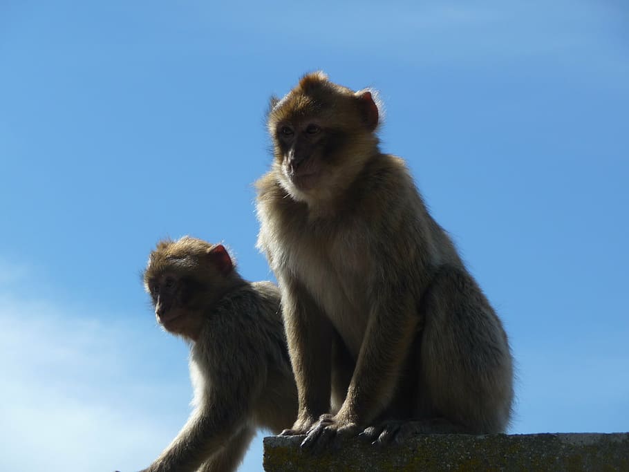 monkey, monkeys, macaque, macaques, gibraltar, rock of gibraltar HD wallpaper