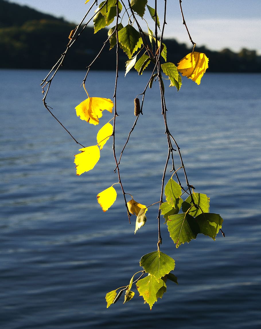 birch, foliage, twigs, summer, green, yellow, tree, plant, nature HD wallpaper