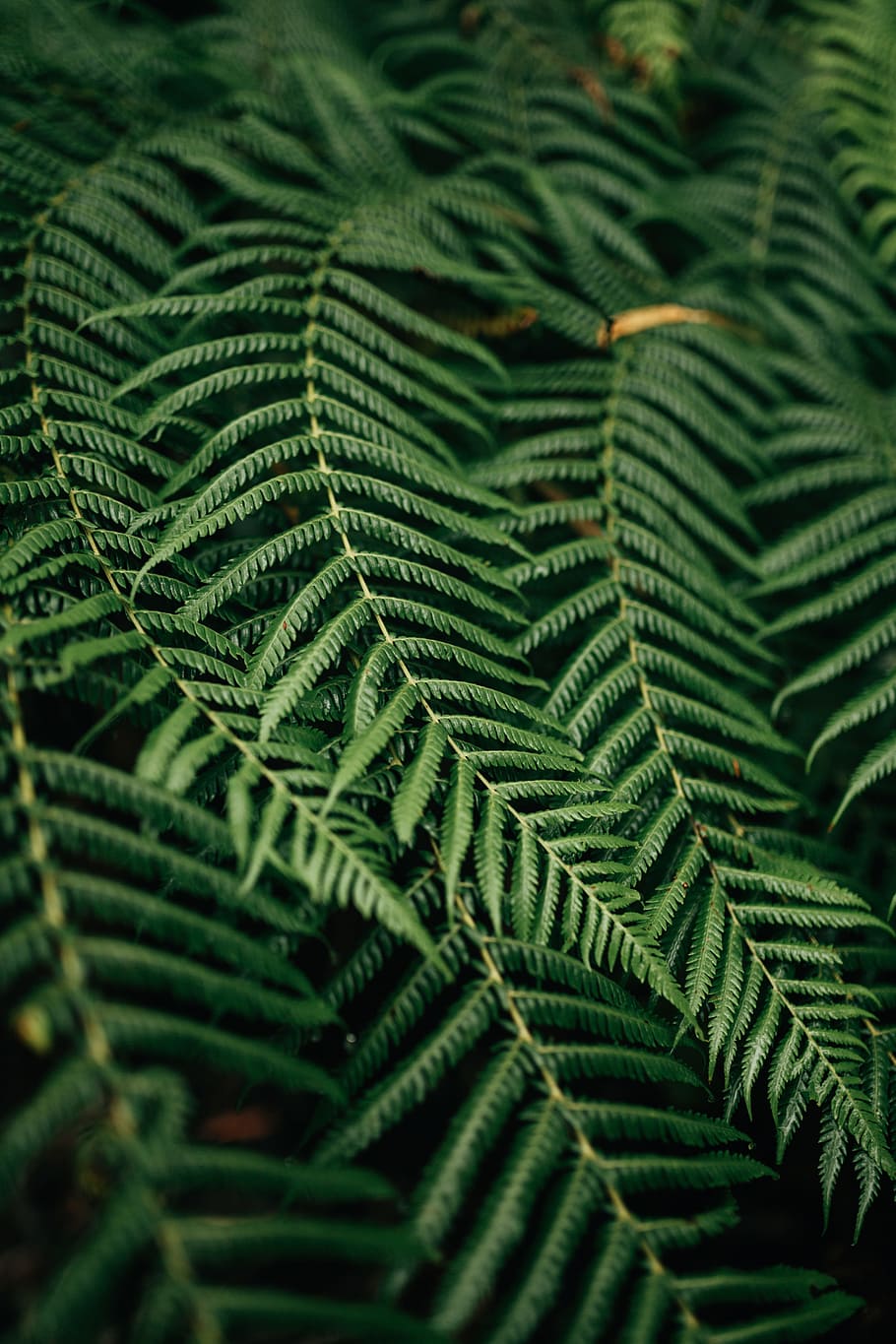 green plant, macro photography of green leaf plant, Simple Green HD wallpaper