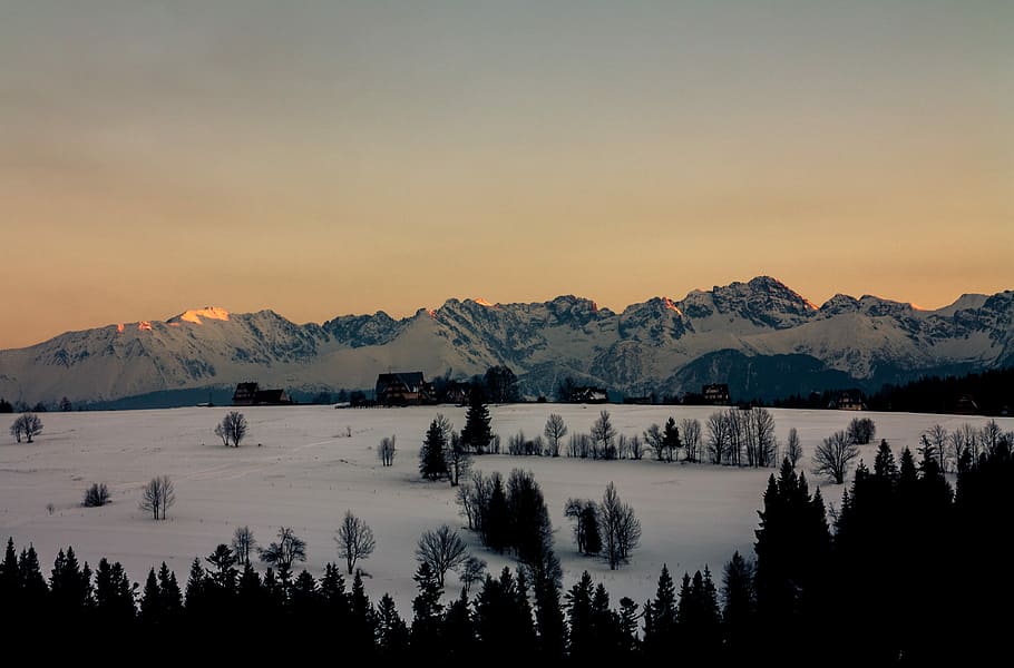 trees and snow covered field landscape phoyo, high angle view of pine trees HD wallpaper