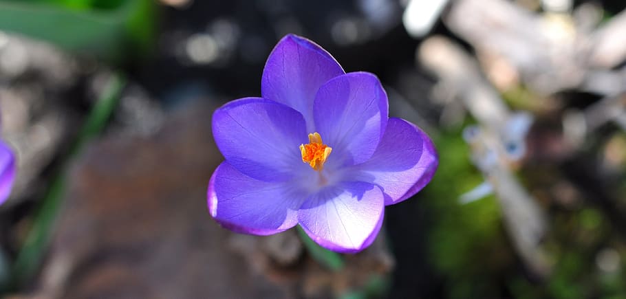 crocus, flower, blossom, bloom, plant, spring flower, purple HD wallpaper