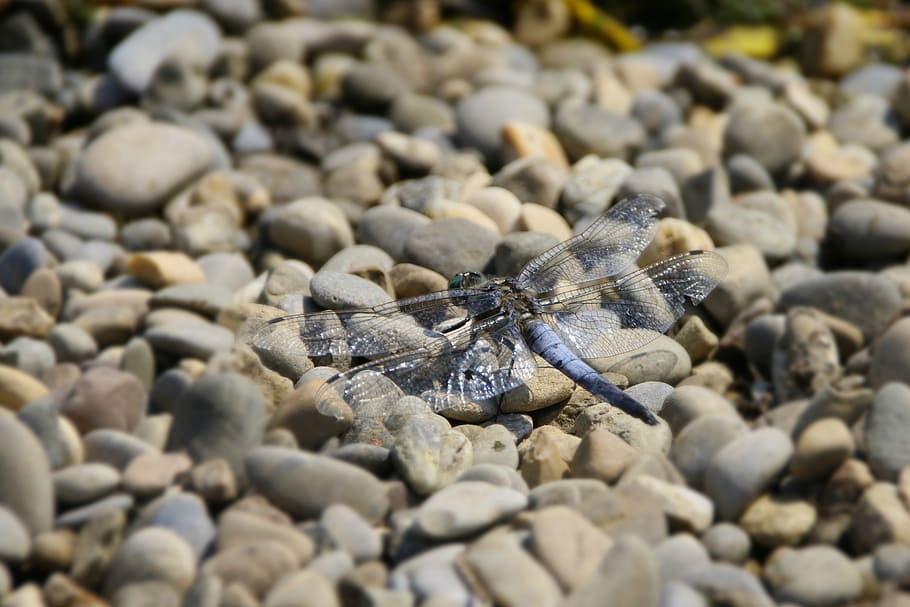 dragonfly, nature, macro, insect, summer, animal, wing, blue HD wallpaper
