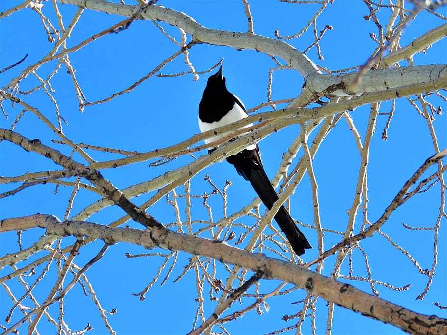 magpie, bird, tree, feather, perch, branch, nature, sky, low angle view HD wallpaper
