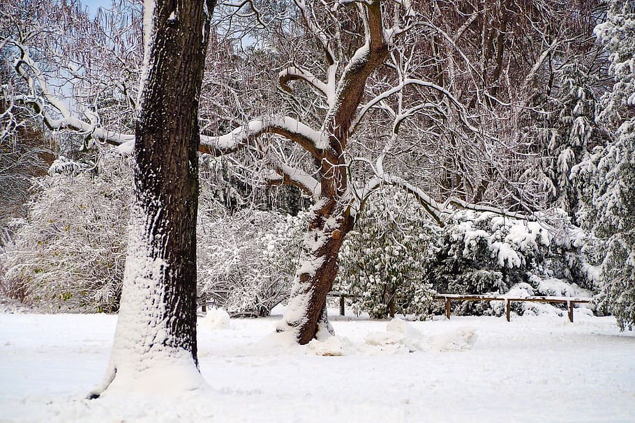 winter, snow, wintry, cold, white, snowfall, branches, snow-covered HD wallpaper
