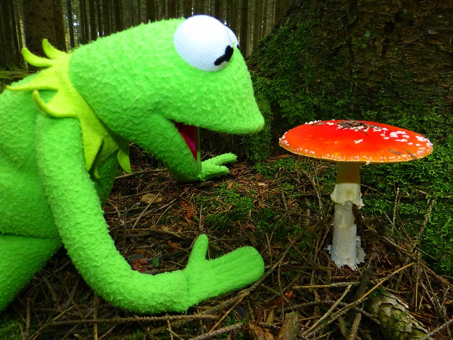 Download wallpaper 938x1668 frog mushroom toadstool sit closeup iphone  876s6 for parallax hd background