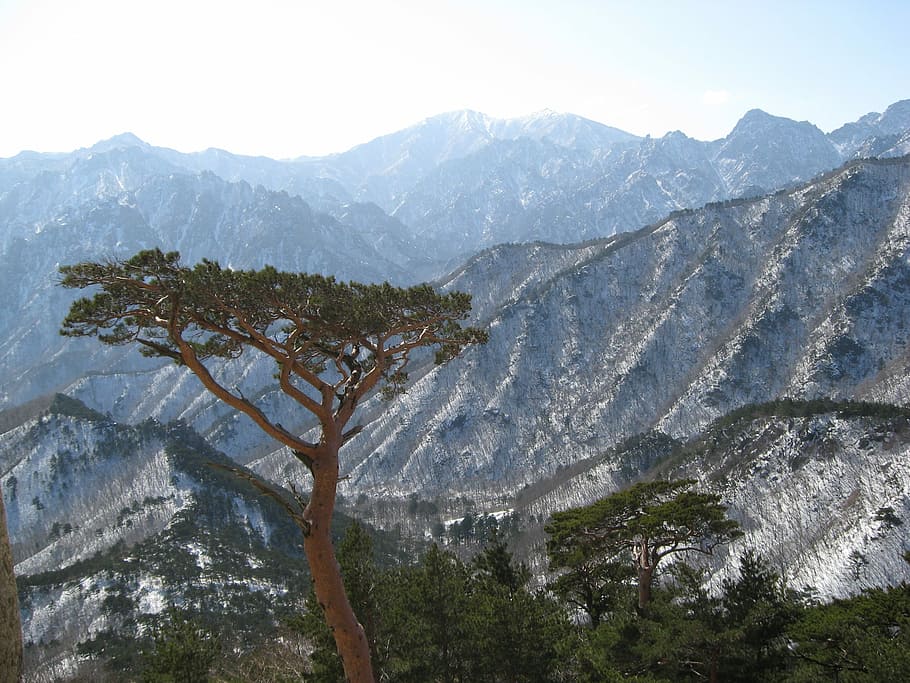 Mt, Seoraksan, Ulsan, Rock, Pine, mt seoraksan, ulsan rock, HD wallpaper