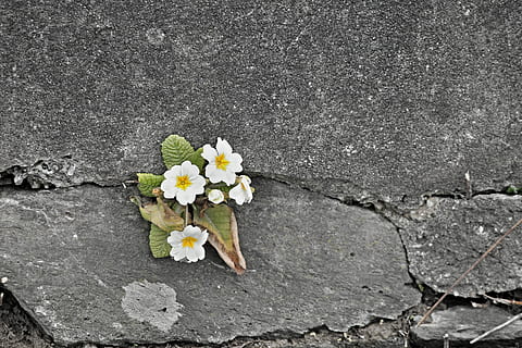white flowers on gray concrete floor, primrose, wall, wall flower HD wallpaper
