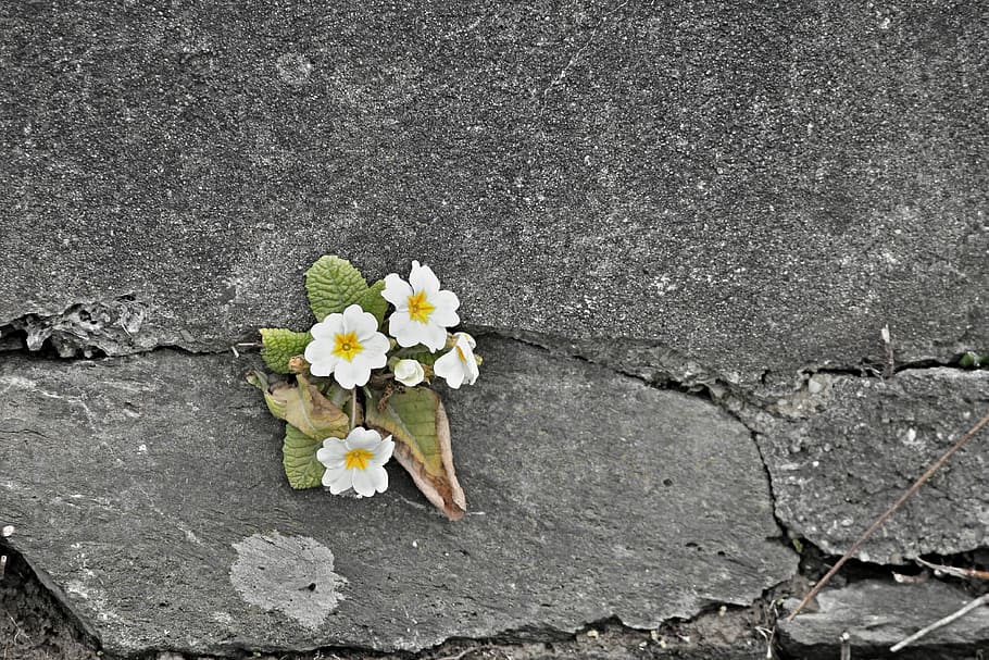white flowers on gray concrete floor, primrose, wall, wall flower, HD wallpaper