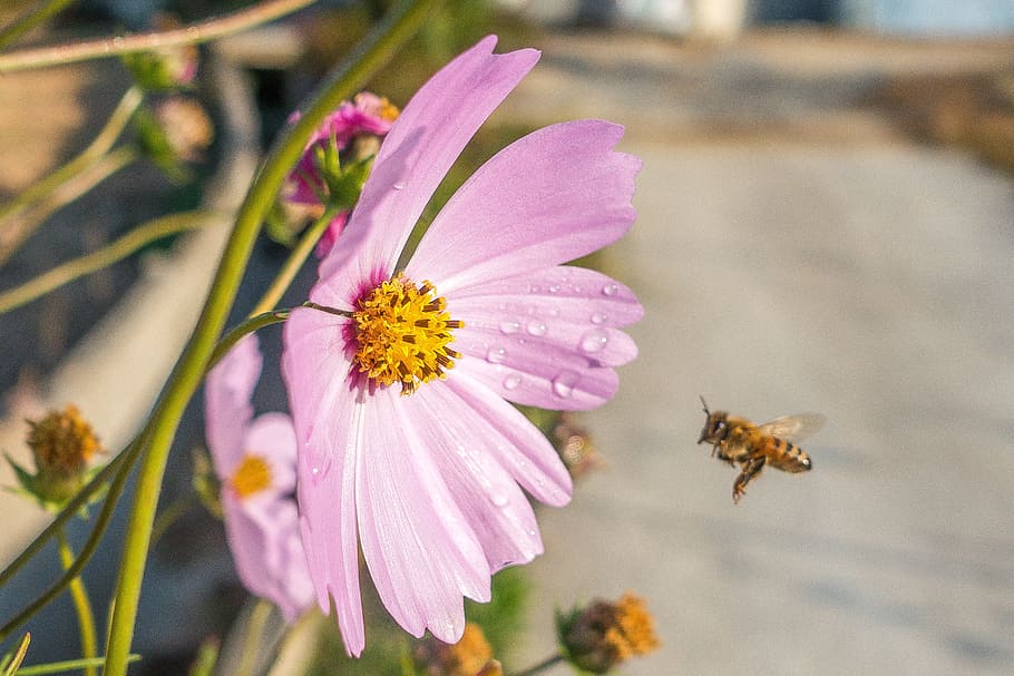 bee, flora, flower, flying bee, garden cosmos, go to work, honey bee HD wallpaper