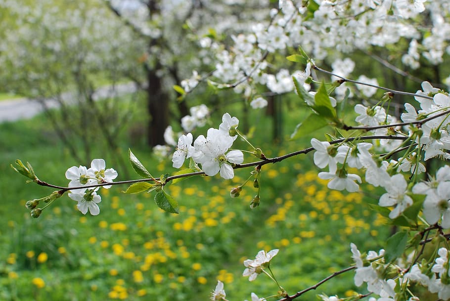 spring, cherry, flowers, flowering plant, fragility, vulnerability HD wallpaper
