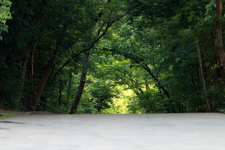 green, forest, canopy, landscape, nature, environment, tree HD wallpaper