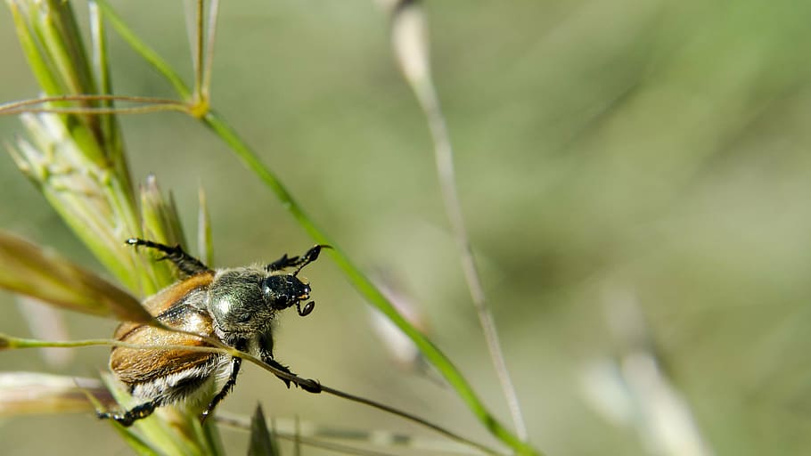 beetle, chafer, animals, summer, insect, field, animal themes HD wallpaper