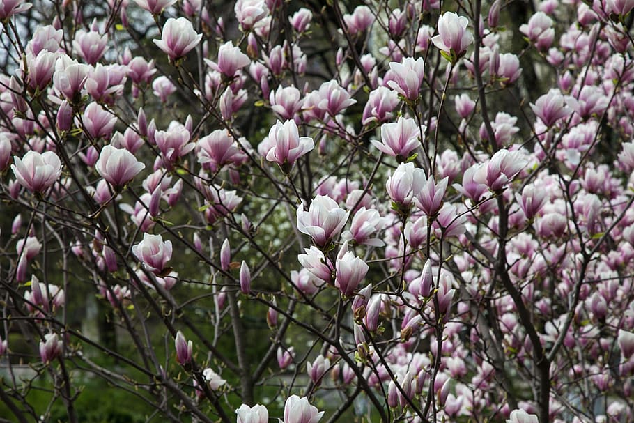 flowers, magnolia, spring, flowering plant, fragility, vulnerability HD wallpaper