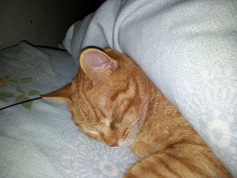 portrait, cat, sleeps, ginger, pets, mammal, one animal, domestic animals HD wallpaper
