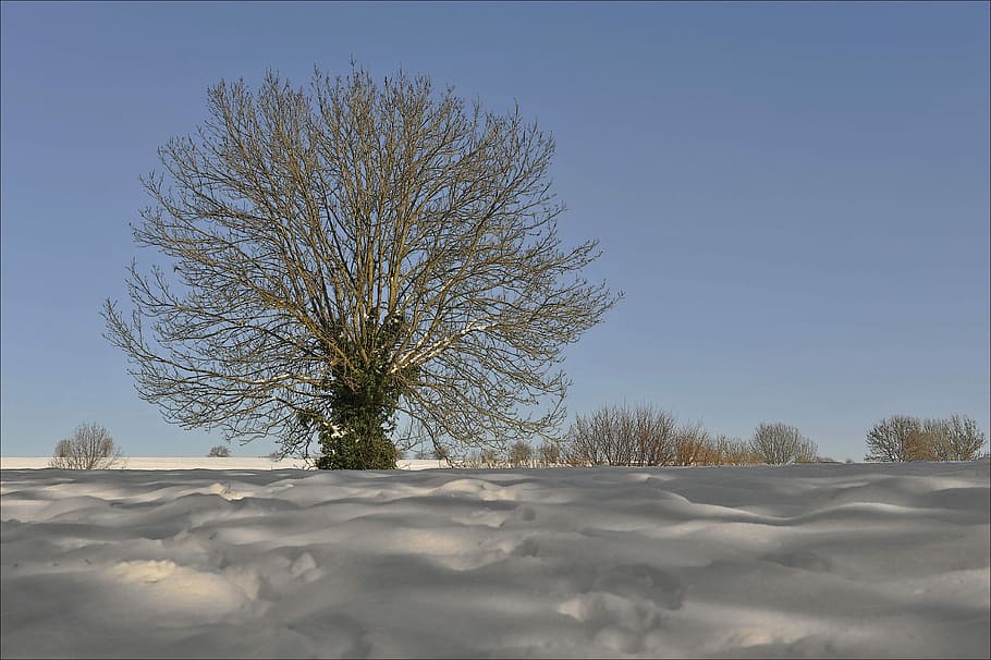 Winter, Tree, Nature, Cold, outddor, landscape, snow, cold temperature HD wallpaper