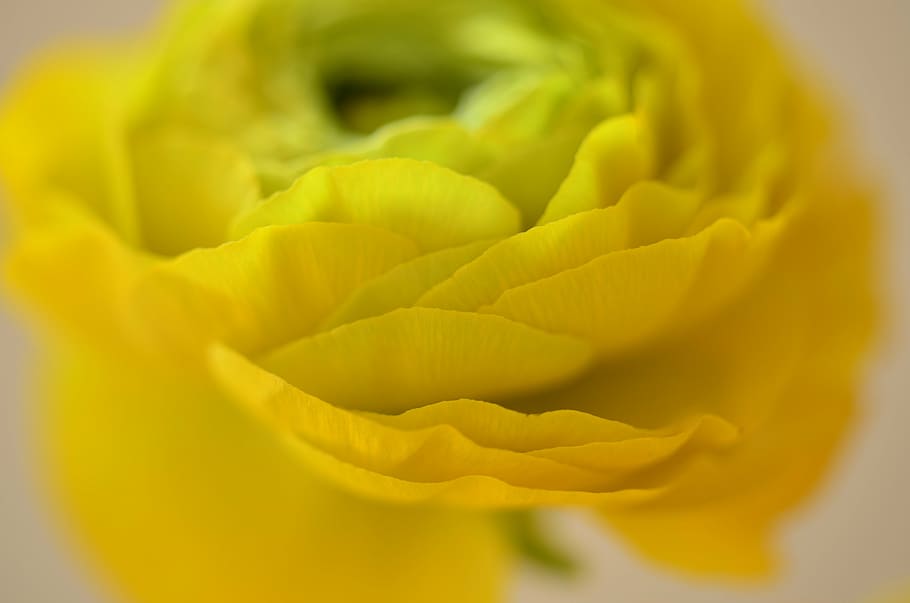 ranunculus, flower, yellow, macro, petals, blossom, bloom, spring HD wallpaper