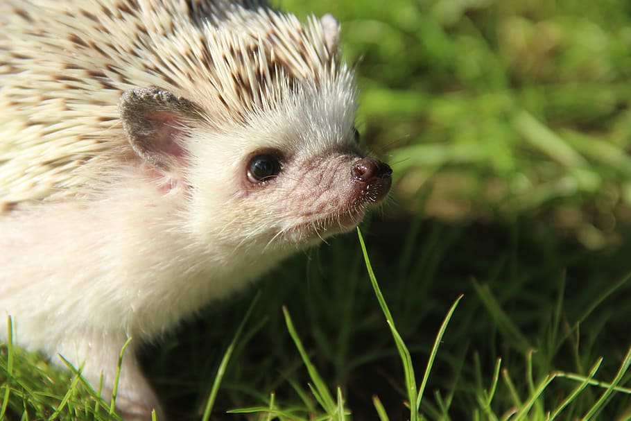 porcupine on grass, african, dwarf, hedgehogs, cute, pet, one animal HD wallpaper
