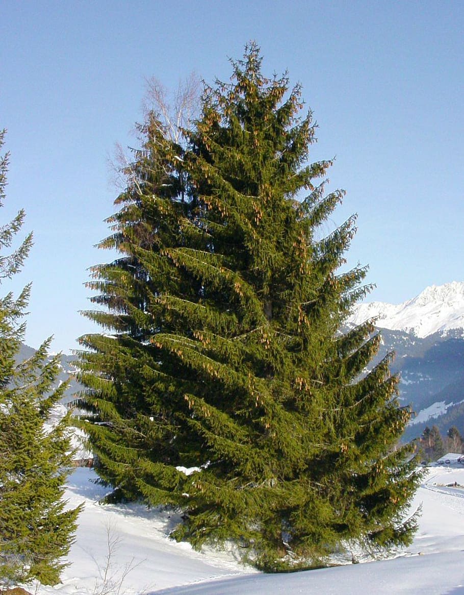 spruce, conifer, fir tree, forest, trees, green, snow, winter HD wallpaper