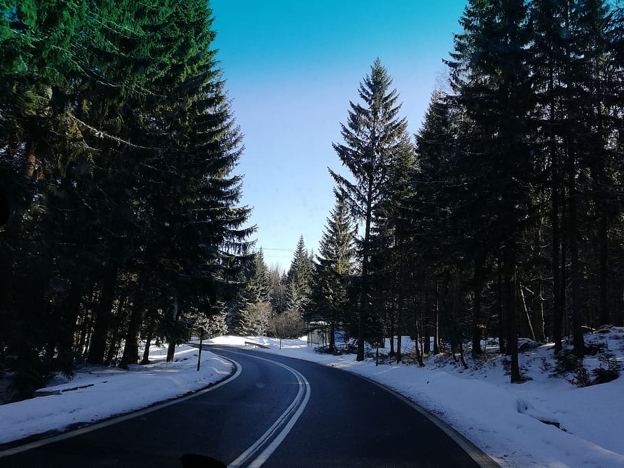 tree, snow, winter, nature, plant, road, transportation, cold temperature HD wallpaper
