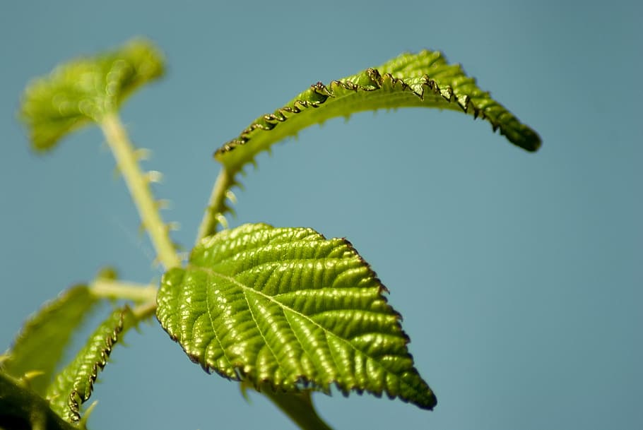 summer, leaf, green, nature, plant, green leaves, macro, closeups HD wallpaper