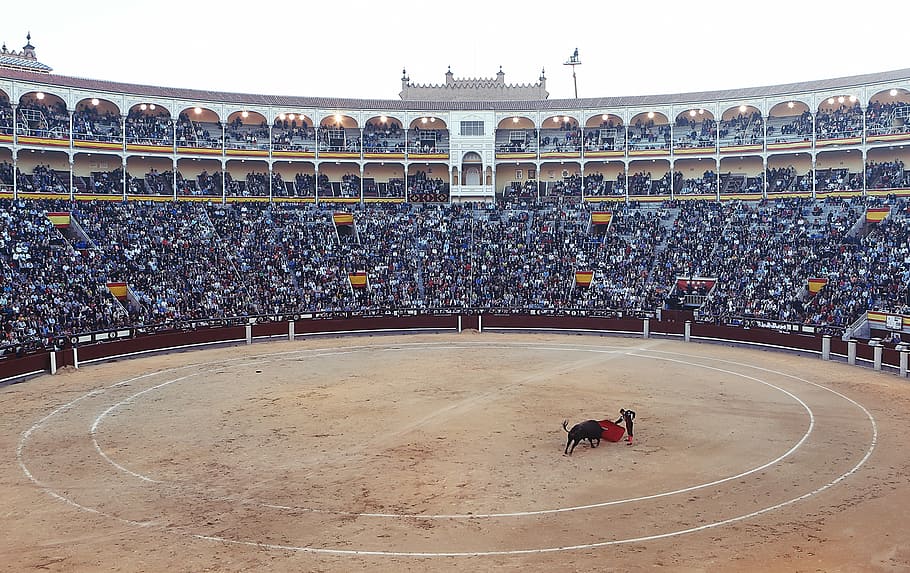 bullfighting in stadium during daytime, photo, matador, bullfighter