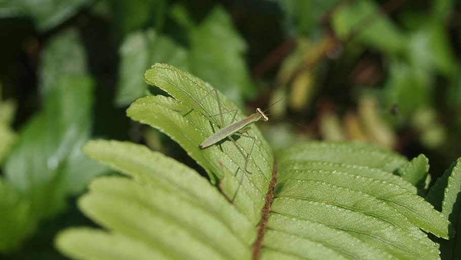 Mantis, quentin chong, green, green color, leaf, animals in the wild HD wallpaper