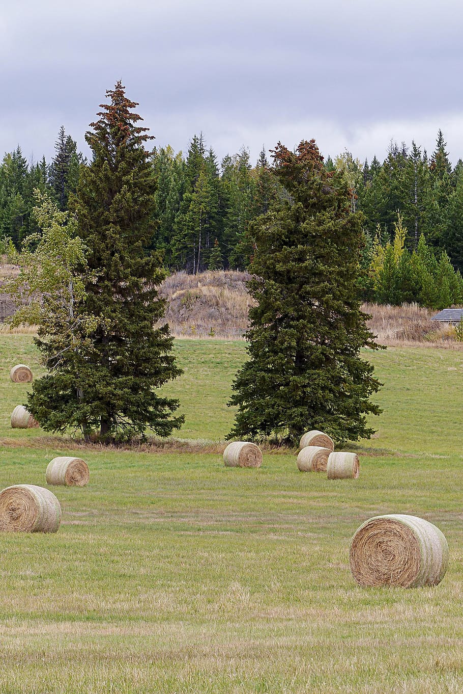 hay, balls, field, grass, landscape, countryside, outside, scene HD wallpaper