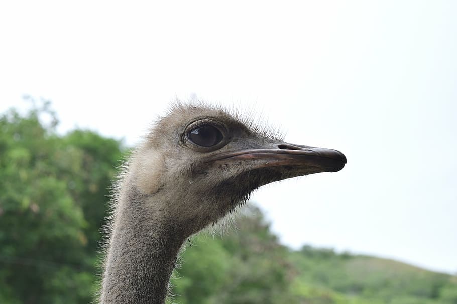ostrich, ave, feathers, neck, peak, eyes, fast, wings, exotic animal HD wallpaper