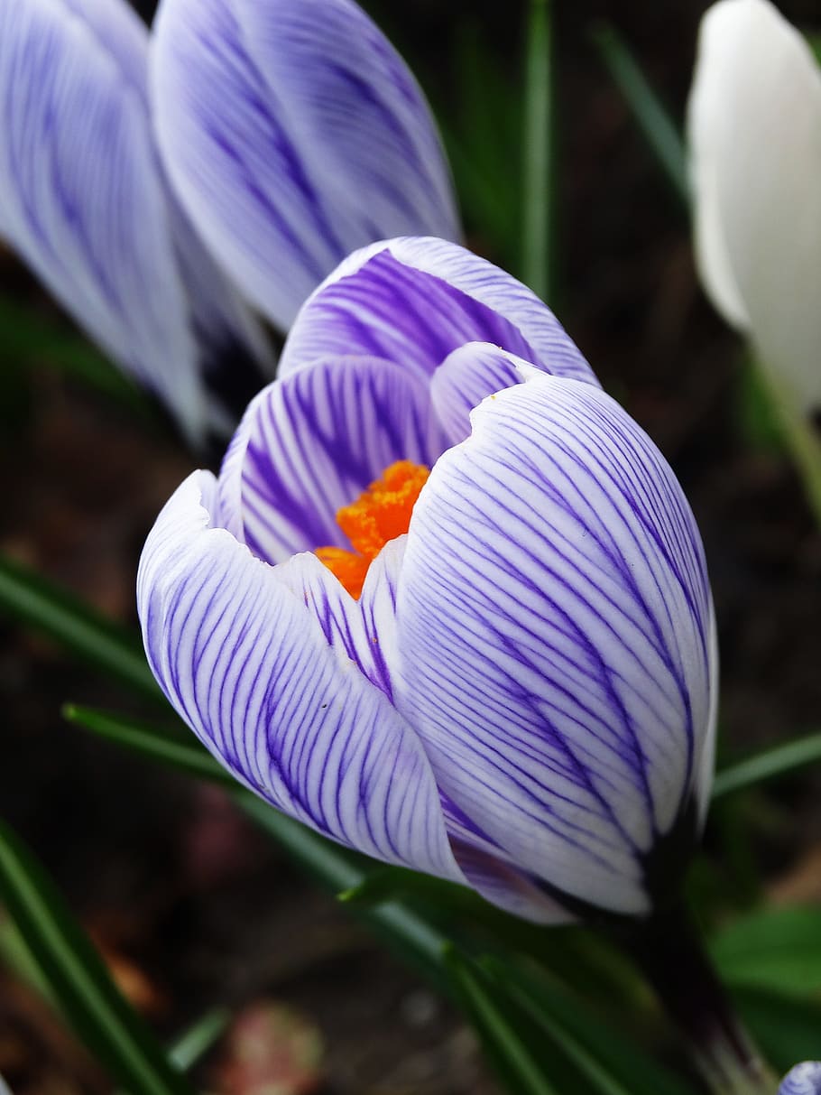 selective focus photography of purple-and-white Crocus flowers