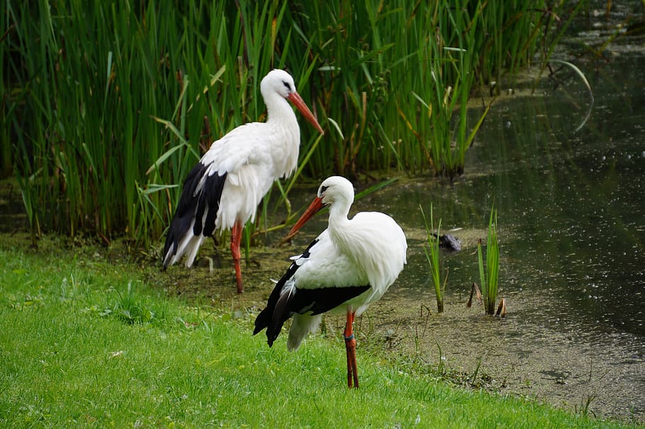 storks, pond, park, lake, nature, bird, animal, wildlife, beak HD wallpaper