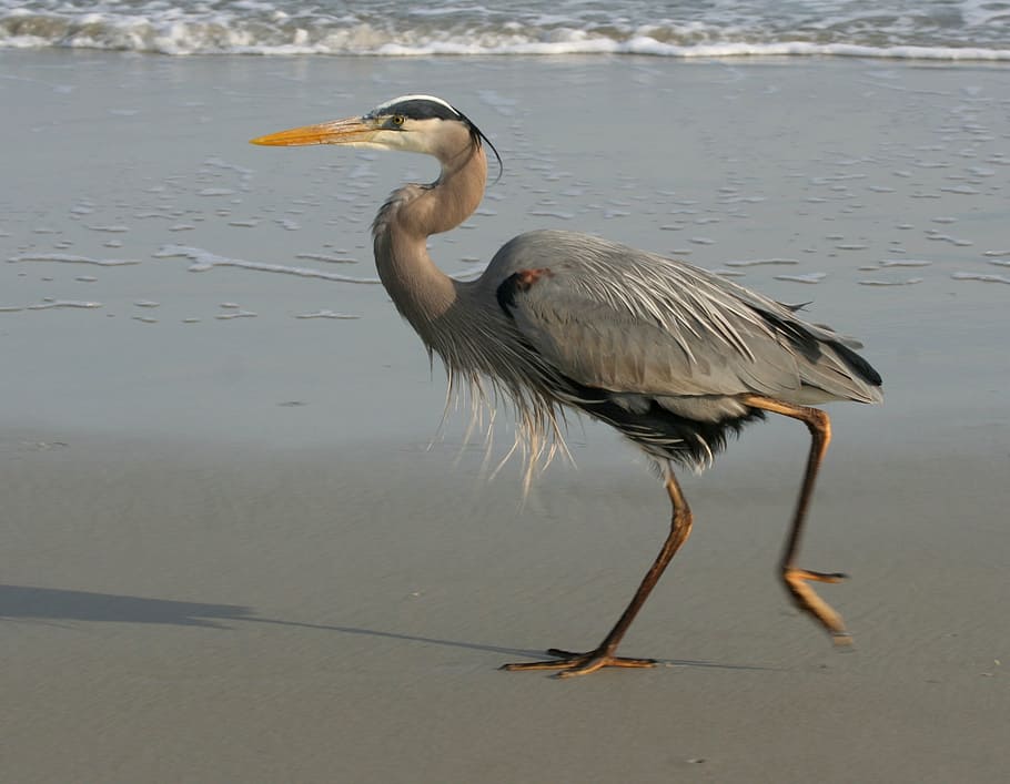 gray heron on shore during daytime, blue heron, great, beach