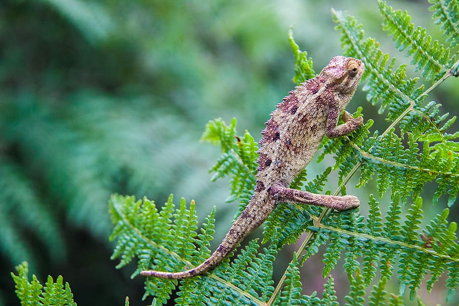 brown chameleon on green leaf, shallow focus photo of brown chameleon on green leaf HD wallpaper