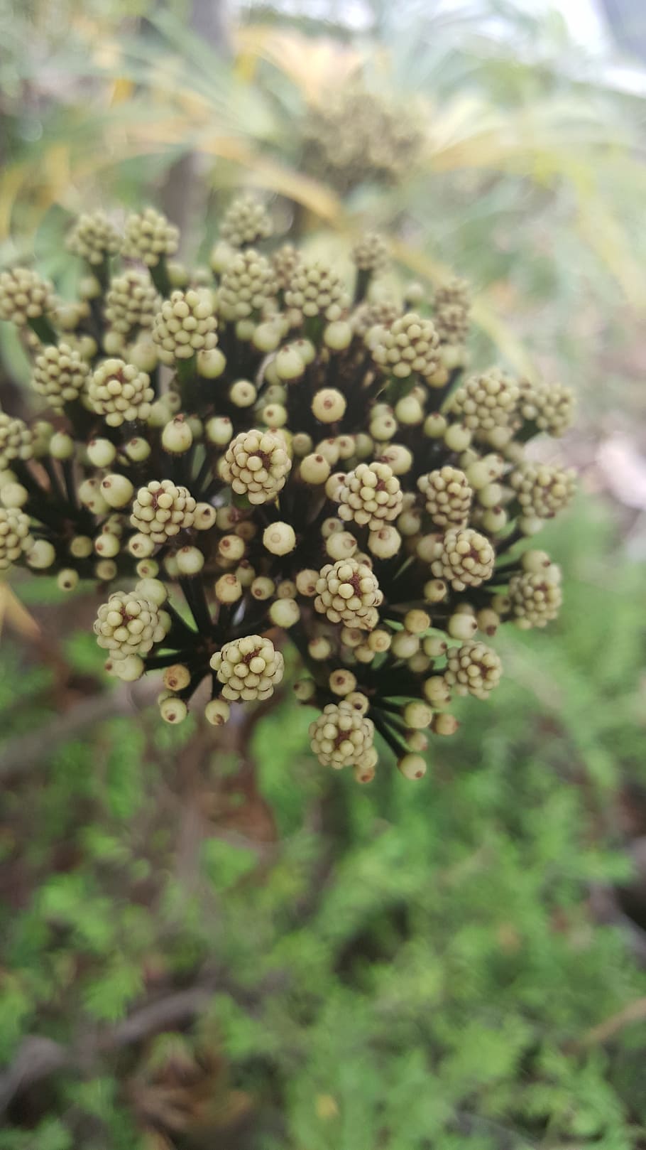 wild, flower, peal, spring, plant, nature, blooming, floral HD wallpaper