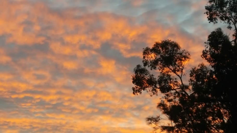 Sky, Cloud, Sunset, nature, tree, beauty in nature, tranquility HD wallpaper