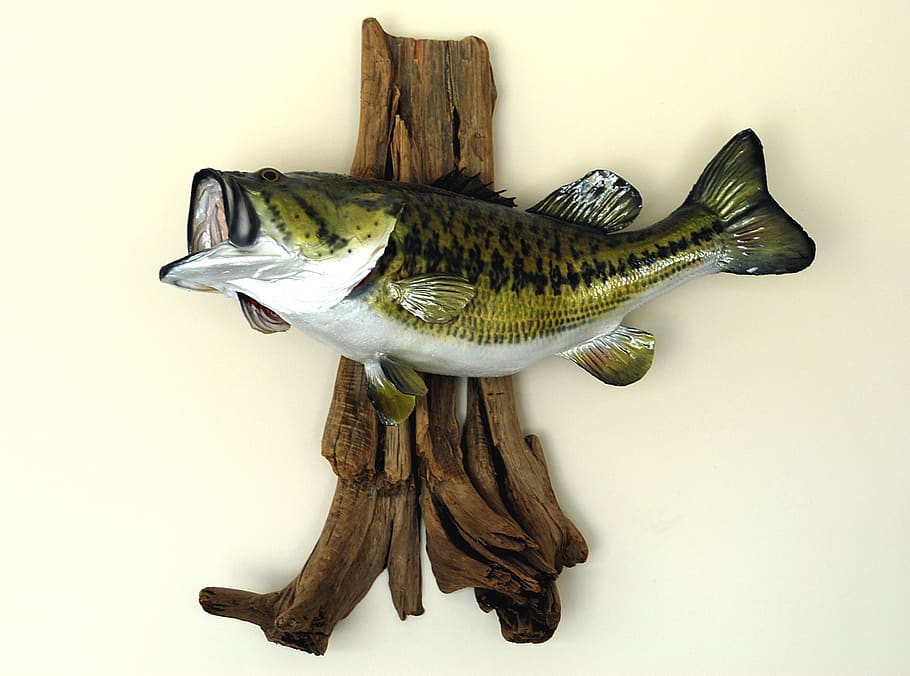 728 Bass Fishing Wallpapers Images Stock Photos  Vectors  Shutterstock
