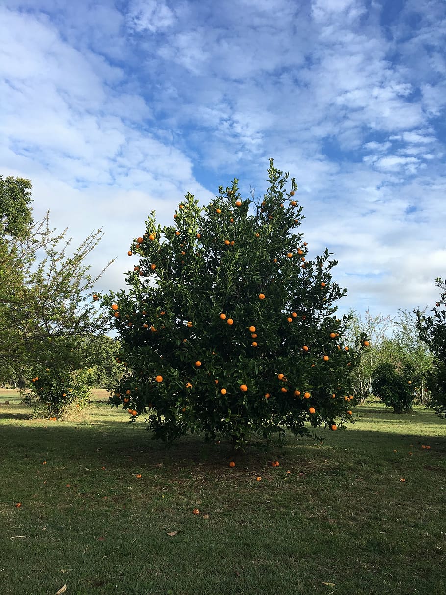 fruit, oranges, tree, vitamin, orange fruit, plant, sky, cloud - sky HD wallpaper
