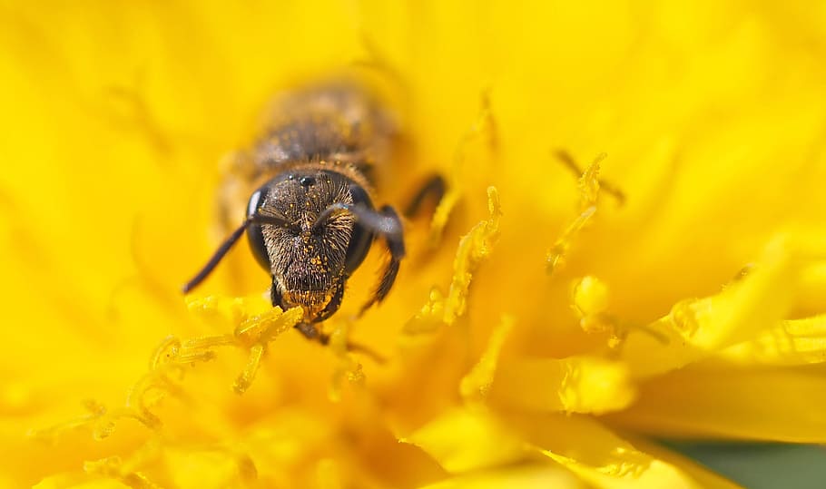 insect, plant, nature, yellow, invertebrate, flower, animal wildlife HD wallpaper
