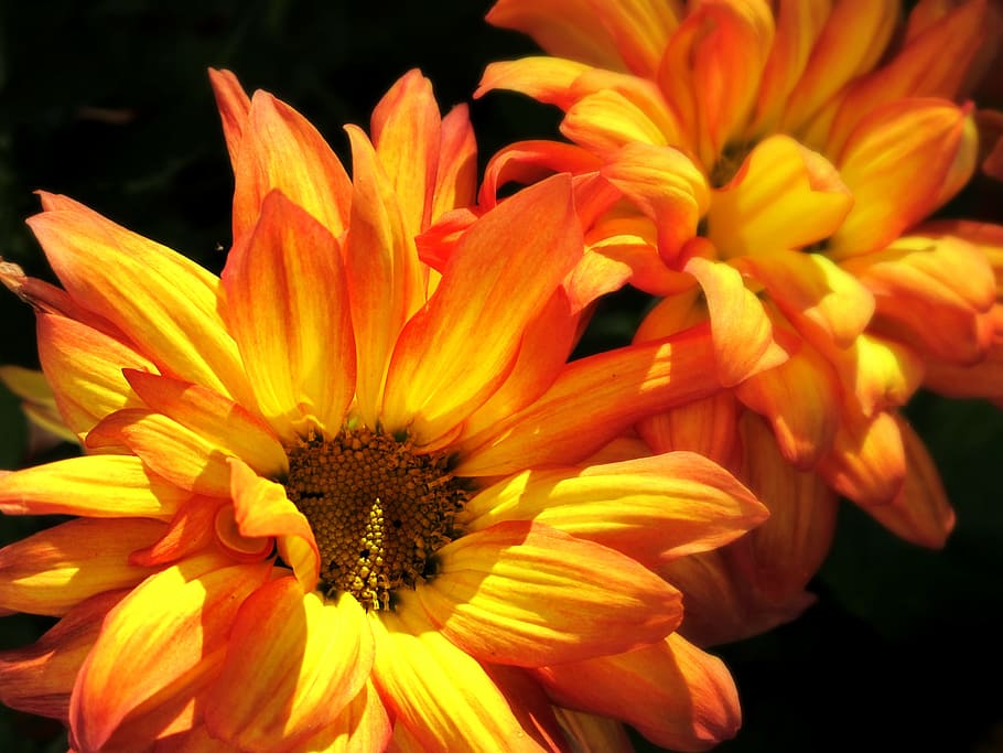 orange and yellow flowers, mums, colorful, autumn, nature, fall, HD wallpaper