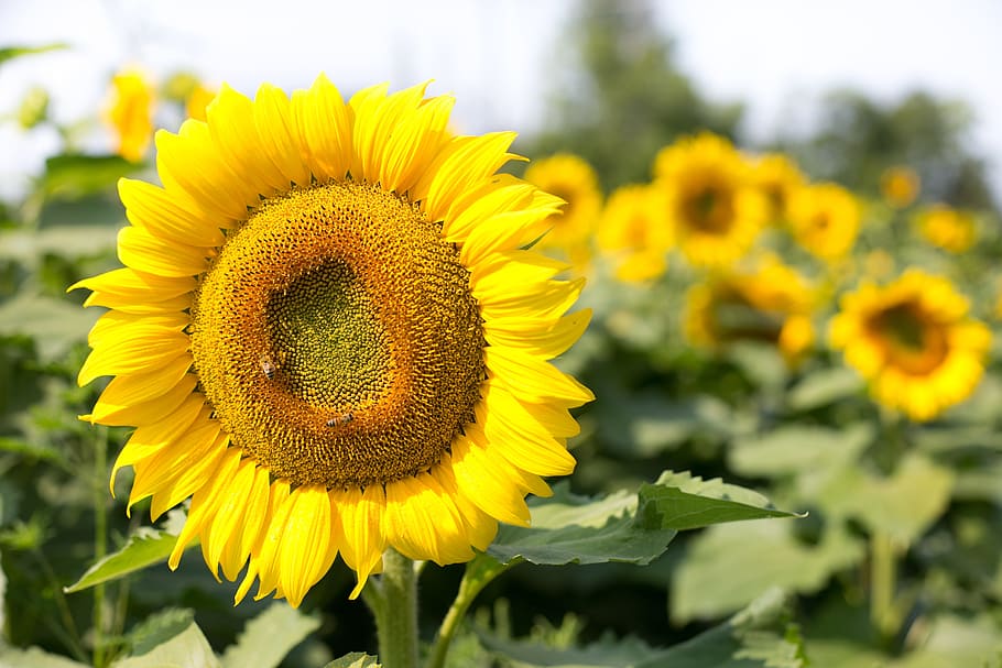 yellow sunflower in shallow focus shot, flowers, summer, flowering plant HD wallpaper