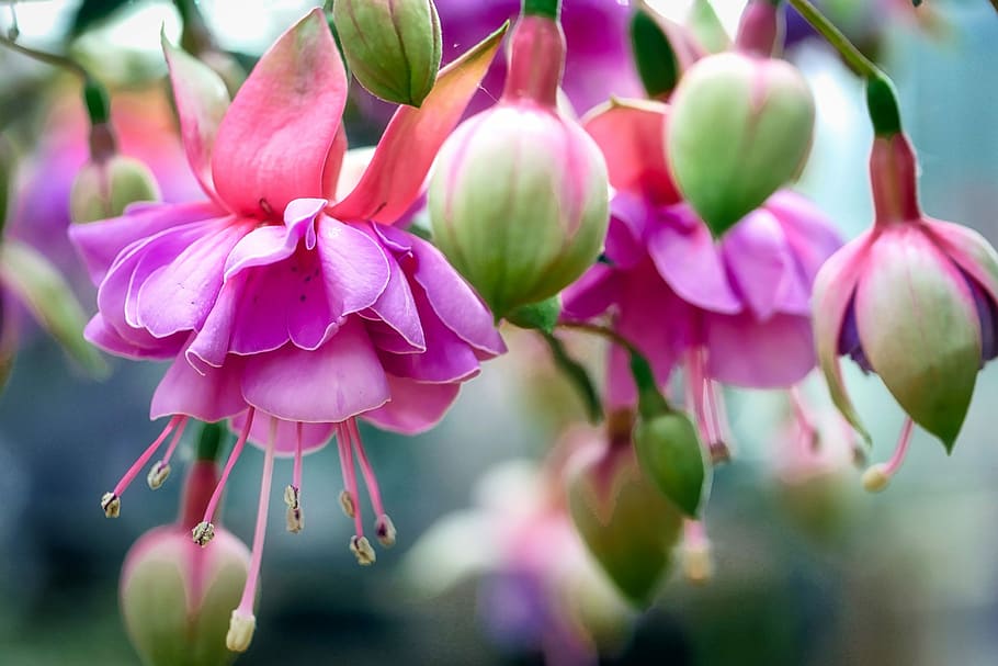pink petaled flowers on selective focus photo, fuchsia wind chime, HD wallpaper