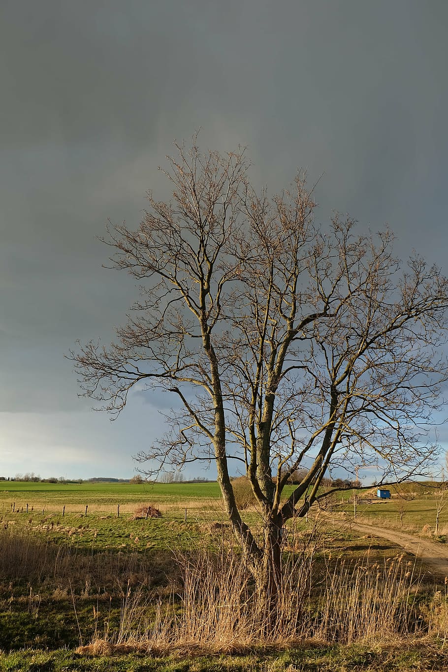 tree, sunset, weather mood, sky, evening sky, landscape, clouds HD wallpaper