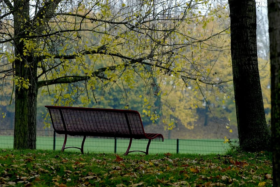 park, tree, fall, yellow, leaf, bench, plant, empty, nature HD wallpaper