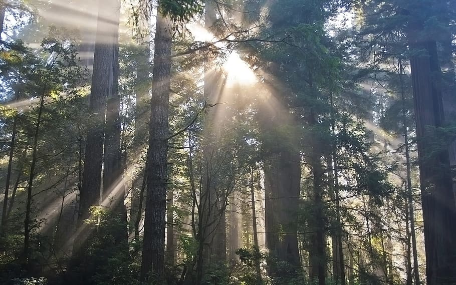 forest, sunshine, outdoor, tree, plant, sunlight, sunbeam, beauty in nature HD wallpaper