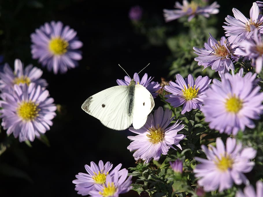 butterfly, flower, macro, flowering plant, freshness, fragility HD wallpaper