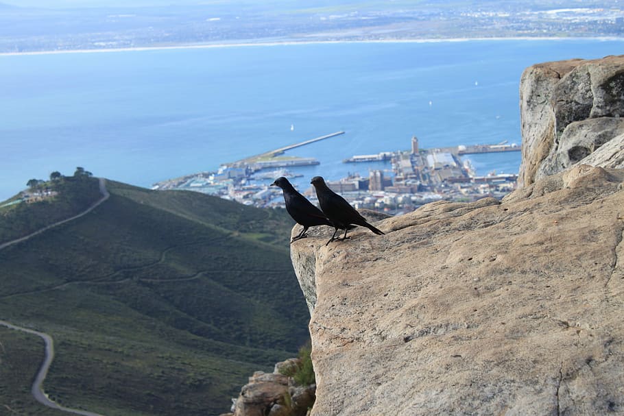 Together, two black birds on rock overlooking buildings near body of water HD wallpaper